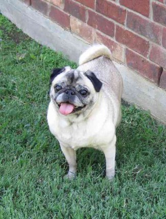 Top Ten Pugs to Share a Pizza With... (from DFW Pug Rescue)